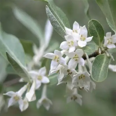 ЛОХ СЕРЕБРИСТЫЙ в Рогачеве