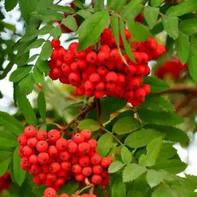 Рябина ОБЫКНОВЕННАЯ в Рогачеве