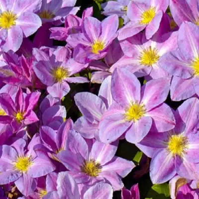 Клематис ЧЕЙНДЖ ОФ ХАРТ в Рогачеве