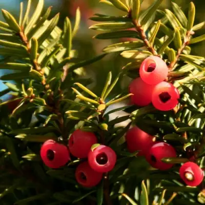 Тис ЭЛЕГАНТИССИМА ягодный в Рогачеве