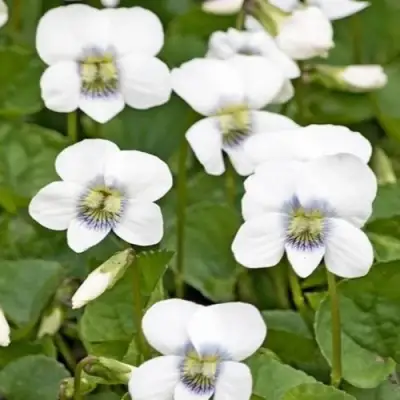 Фиалка АЛЬБИФЛОРА сестринская в Рогачеве