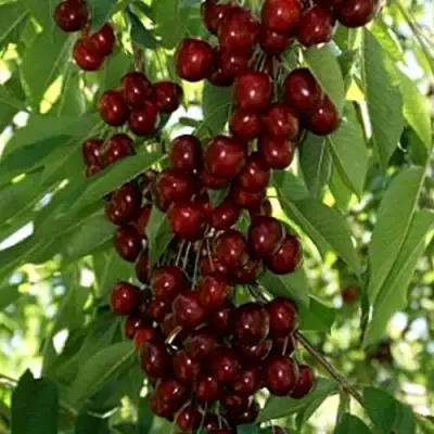 Черешня ХЕЛЕНА колоновидная в Рогачеве