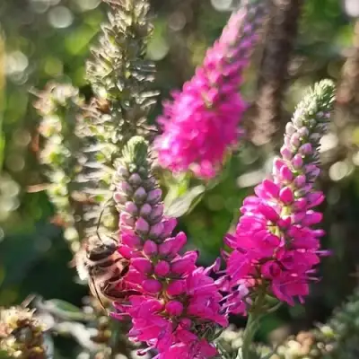 Вероника РОЗЕА колосковая в Рогачеве