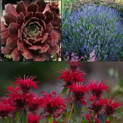 Комплект ФИОЛЕТОВОЕ ВДОХНОВЕНИЕ в Рогачеве