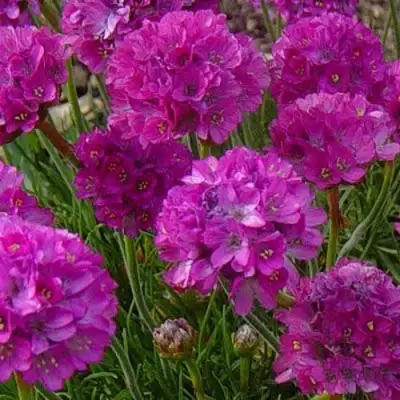 Армерия МОНИНГ СТАР ДИП РОУЗ в Рогачеве