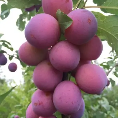 Слива ИМПЕРИАЛ колонновидная в Рогачеве