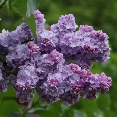 Сирень КАТЕРИНА ХАВЕМЕЙЕР в Рогачеве