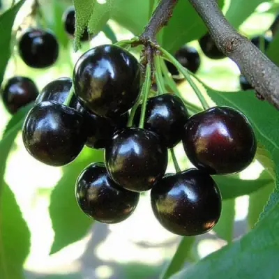 Вишня РОССОШАНСКАЯ ЧЕРНАЯ в Рогачеве