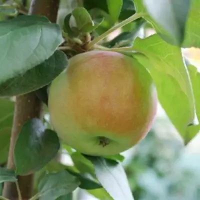 Яблоня ПОДСНЕЖНИК стелющаяся в Рогачеве