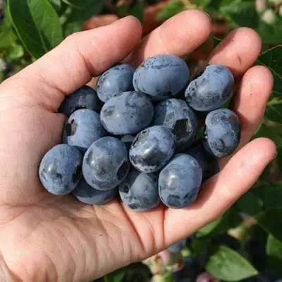 Голубика ПАТРИОТ в Рогачеве