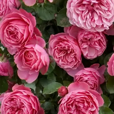 Роза ЛЕОНАРДО ДА ВИНЧИ флорибунда в Рогачеве