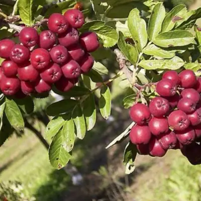 Рябина БУРКА сладкоплодная в Рогачеве