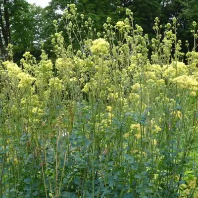 Василистник ГЛАУКУМ желтый в Рогачеве