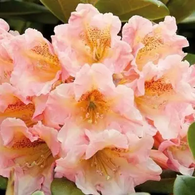 Рододендрон ФЛАУТАНДО в Рогачеве