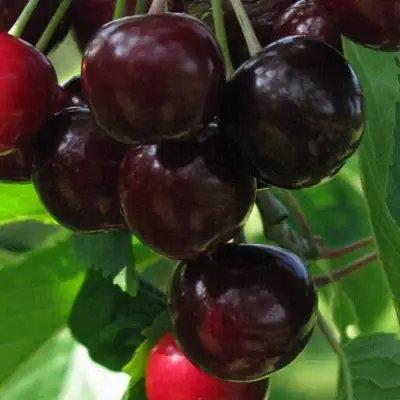 Черешня ВАЛЕРИЙ ЧКАЛОВ в Рогачеве