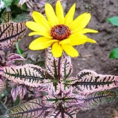 Гелиопсис САММЕР ПИНК в Рогачеве