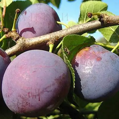 Слива СТАРТОВАЯ в Рогачеве