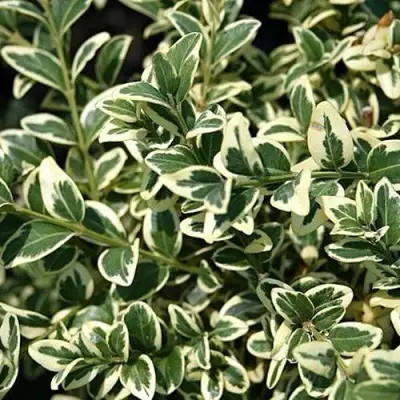 Бирючина ВАРИЕГАТУМ овальнолистная в Рогачеве