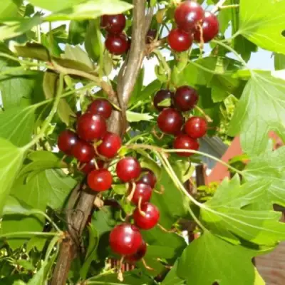 Смородина золотистая ВИШНЕВАЯ в Рогачеве