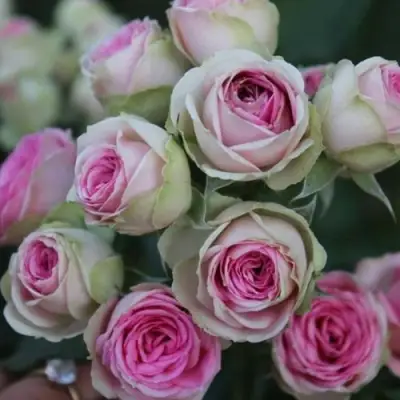 Роза МИМИ ЭДЕН спрей в Рогачеве