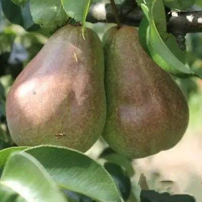 Груша БРЯНСКАЯ КРАСАВИЦА в Рогачеве