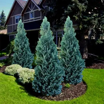 Кипарисовик ВАН ПЕЛЬТС БЛЮ лавсона в Рогачеве