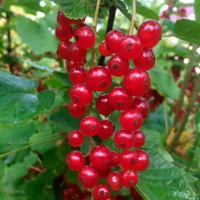 Смородина красная КОНСТАНТИНОВСКАЯ в Рогачеве