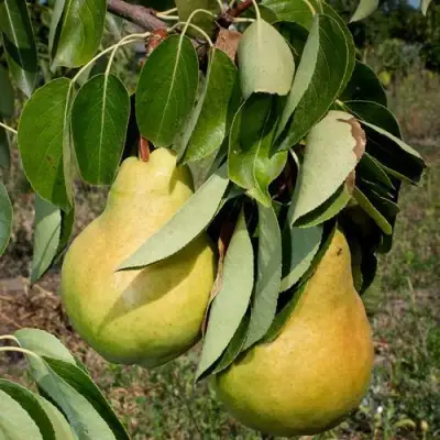 Груша ДЮШЕС ЛЕТНИЙ в Рогачеве