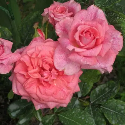 Роза ПЬЕР КАРДЕН чайно-гибридная в Рогачеве