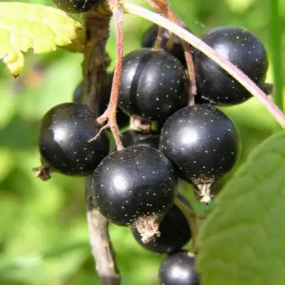 Смородина чёрная ПАМЯТЬ ВАВИЛОВА в Рогачеве