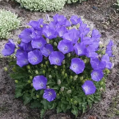 Колокольчик САНТА карпатский в Рогачеве