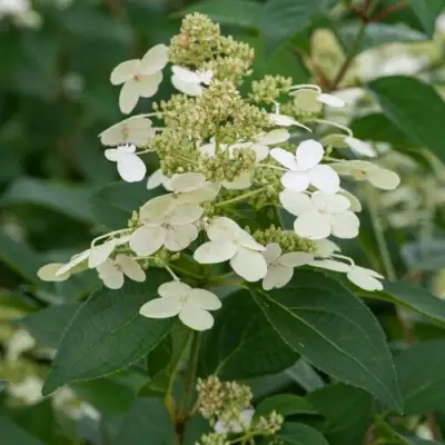 Гортензия ПРИМ ВАЙТ метельчатая в Рогачеве