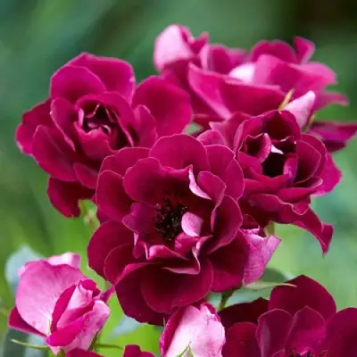 Роза БУРГУНДИ АЙС флорибунда в Рогачеве