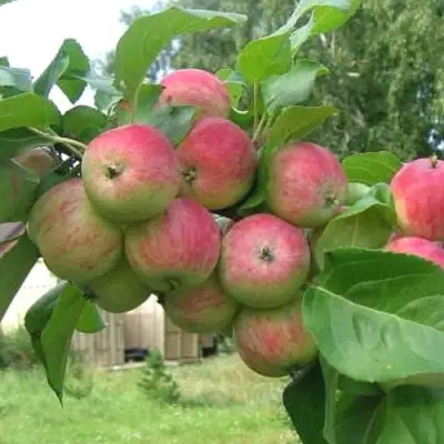 Яблоня ГРУШОВКА МОСКОВСКАЯ в Рогачеве