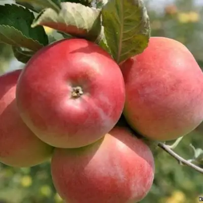 Яблоня ВЭМ-РОЗОВЫЙ в Рогачеве