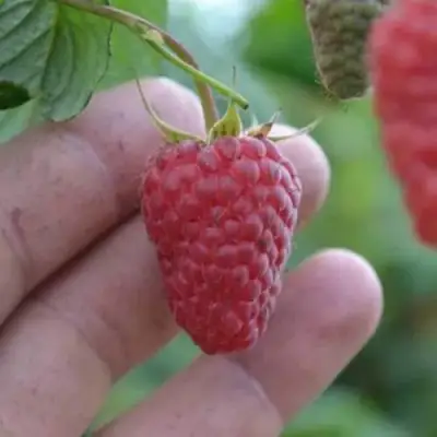 Малина КОРПИКО в Рогачеве