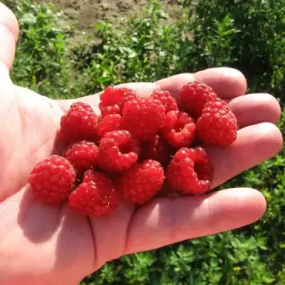 Малина БАЛЬЗАМ в Рогачеве