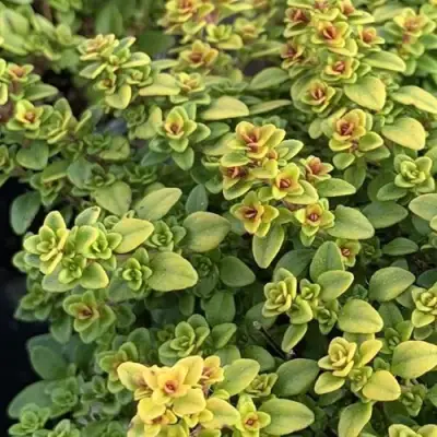 Тимьян АРЧЕРЗ ГОЛД в Рогачеве