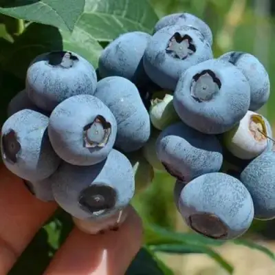 Голубика СИЕРРА в Рогачеве