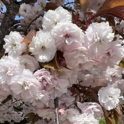 Сакура ШИРОФУГЕН в Рогачеве