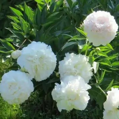 Пион МУН ОВЕР БАРРИНГТОН травянистый в Рогачеве