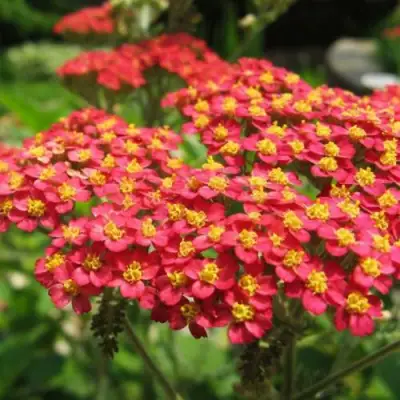 Тысячелистник ПАПРИКА обыкновенный в Рогачеве