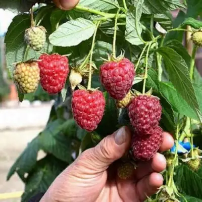 Малина ПОЛЕСЬЕ в Рогачеве