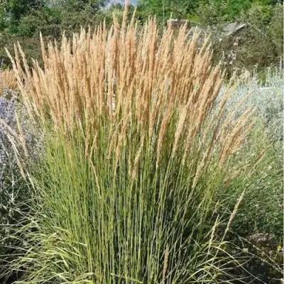 Вейник АВАЛАНШ остроцветковый в Рогачеве