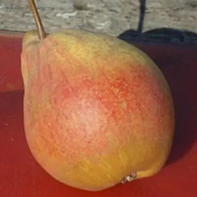 Груша ТАТЬЯНА в Рогачеве