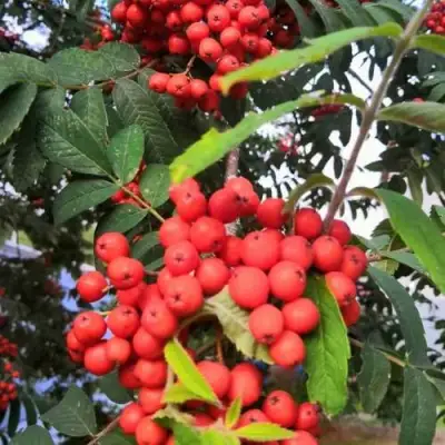 Рябина НЕВЕЖИНСКАЯ сладкоплодная в Рогачеве