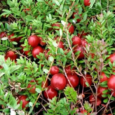 Клюква СТИВЕНС в Рогачеве