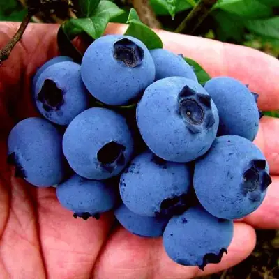 Голубика РЕКА в Рогачеве