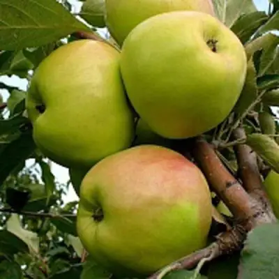 Яблоня БРАТ ЧУДНОГО стелющаяся в Рогачеве