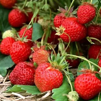 Клубника САН АНДРЕАС ремонтантная в Рогачеве